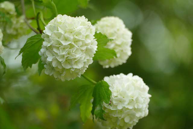 image fleur virone